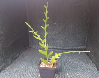 4" Epiphyllum cryptocereus anthyanus  Zigzag, Fishbone, Ric Rac