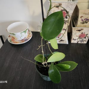 6&quot; HB Hoya cv Hot Lips