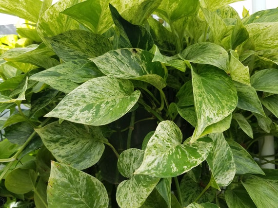 Pothos Epipremnum aureum Marble Queen Pothos