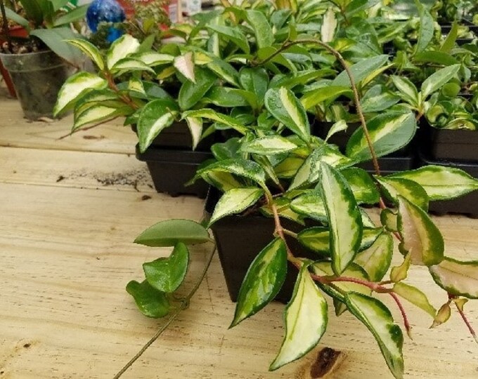 Hoya Carnosa Compacta Rubra Wax Plant 3 Pot - Etsy