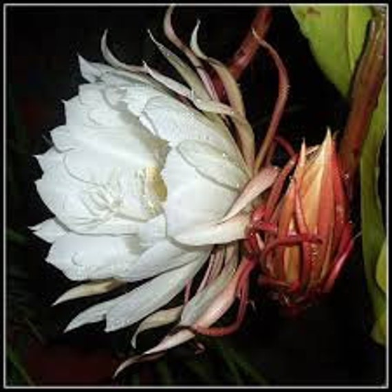 6" Epiphyllum oxypetalum Night Blooming Cereus