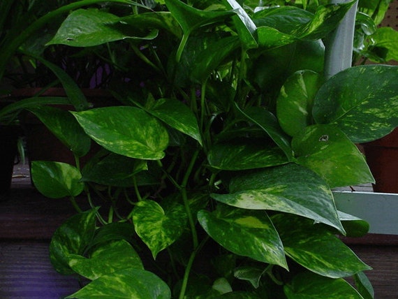 Pothos Epipremnum aureum Golden Pothos