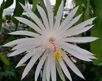 6" Epiphyllum hookeri / strictum