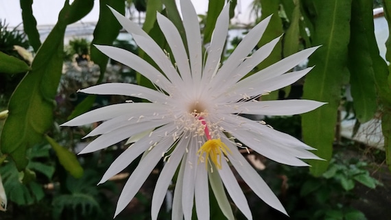 6" Epiphyllum hookeri / strictum