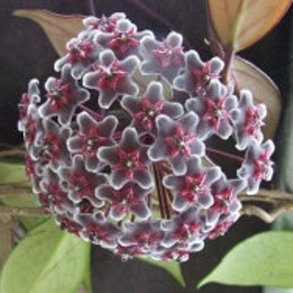 4" Hoya publicalyx Royal Hawaiian Purple