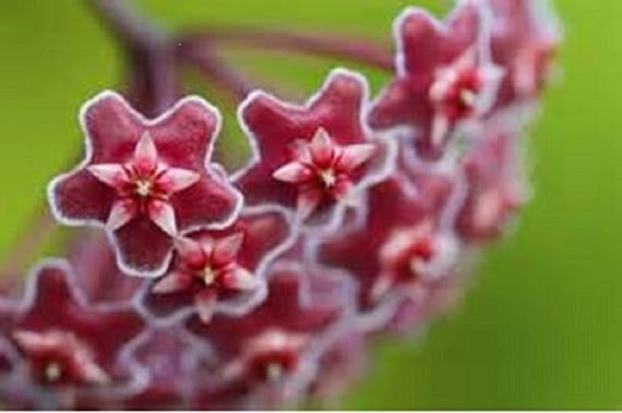 4" Hoya pubicalyx Pink Silver