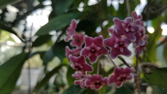 4" Hoya Pubicalyx Splash