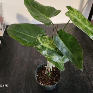 Philodendron paraiso verde