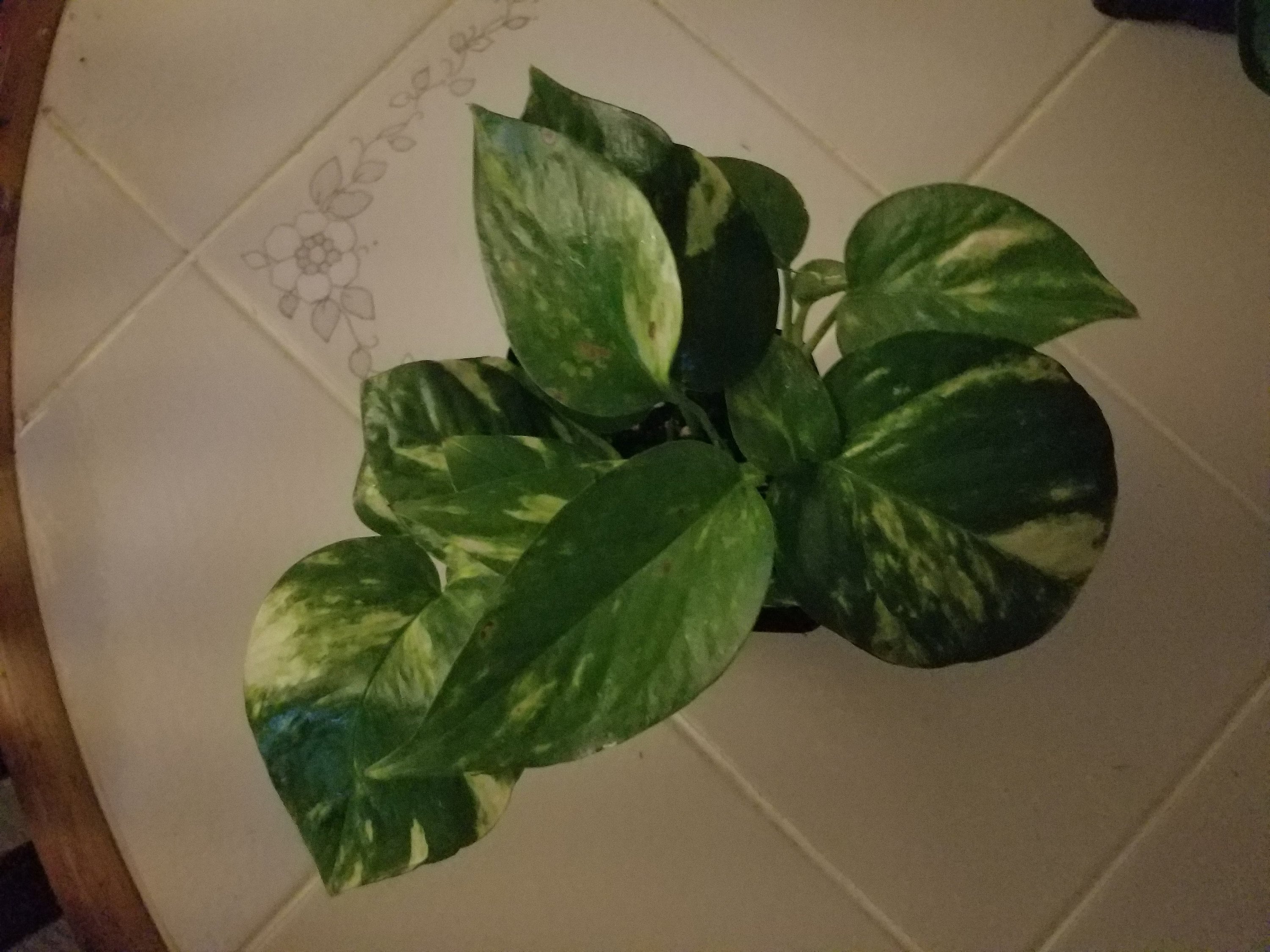 Pothos Epipremnum aureum Golden Pothos