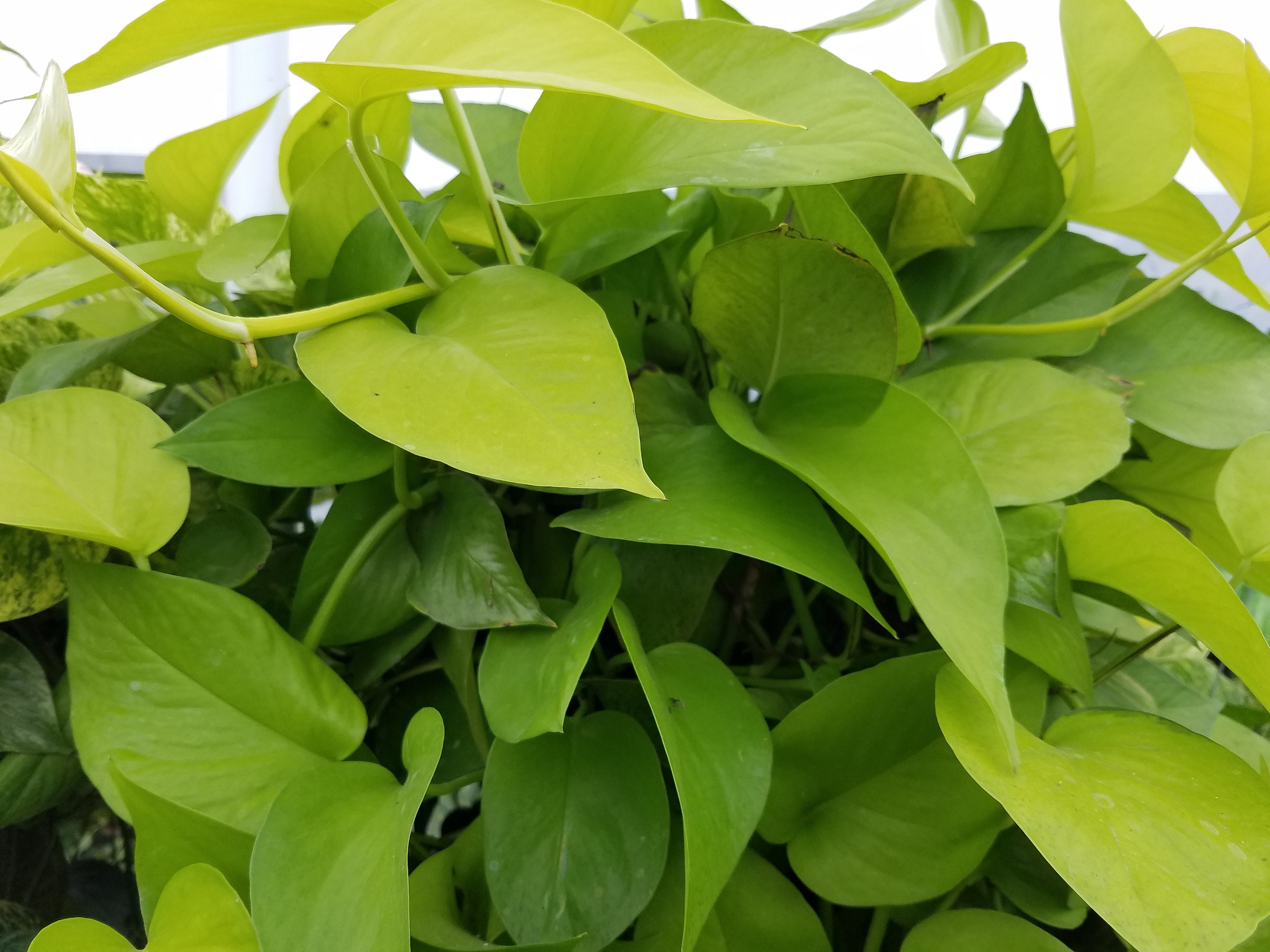 Pothos Epipremnum aureum Neon