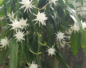 6" Epiphyllum pumilum