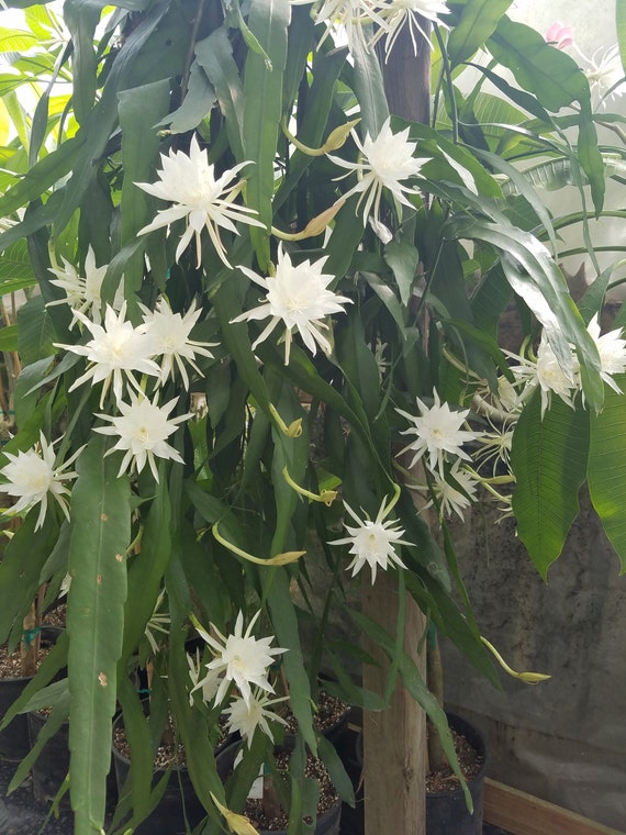 6" Epiphyllum pumilum