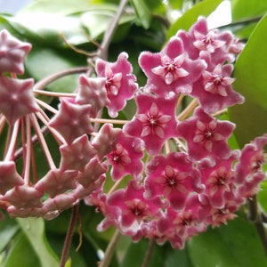 4&quot; Hoya. pubicalyx cv  Bright One