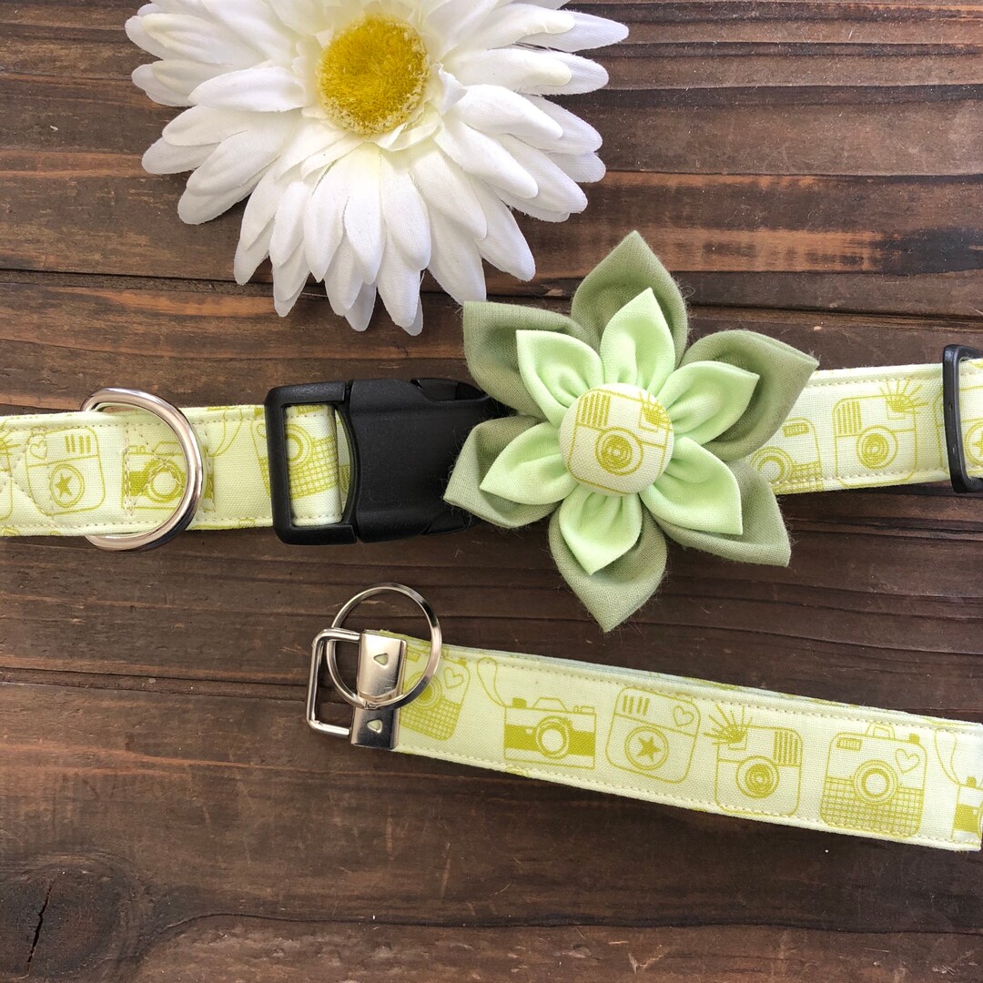 Dog Collar, Instagram, Camera, Camera Dog Collar, Camera Collar, Green