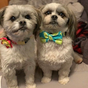 May include: Two small, white, fluffy dogs wearing bow ties. The dog on the left is wearing a red bow with a yellow flower. The dog on the right is wearing a turquoise bow tie with lime green lemons.