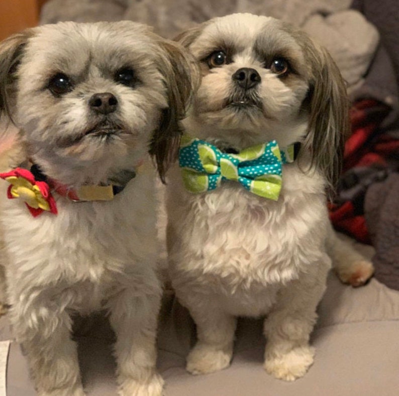 May include: Two small, white, fluffy dogs wearing bow ties. The dog on the left is wearing a red bow with a yellow flower. The dog on the right is wearing a turquoise bow tie with lime green lemons.