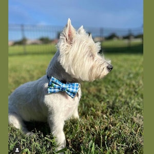 Op de afbeelding: Een witte West Highland White Terrier hond met een blauwe en witte geruite strik met bloemenaccenten. De hond zit in een grasveld.