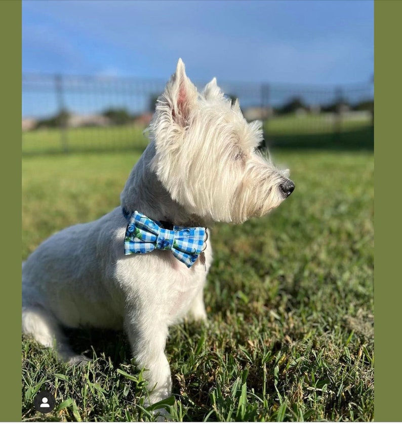 Op de afbeelding: Een witte West Highland White Terrier hond met een blauwe en witte geruite strik met bloemenaccenten. De hond zit in een grasveld.