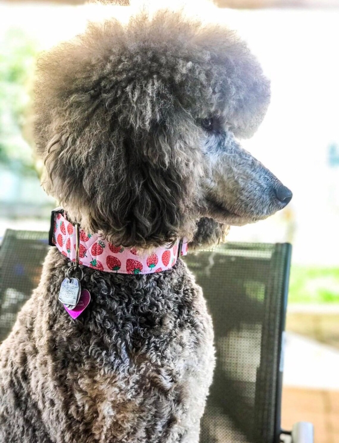 small dog collar with bow tie