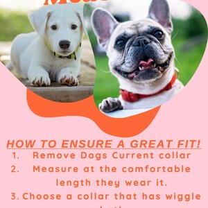 Może przedstawiać: Grafika w kolorze r&oacute;żowym i pomarańczowym z dwoma psami, białym terierem i buldogiem francuskim, z tekstem "How To Measure!" i "How To Ensure A Great Fit!" Tekst zawiera cztery kroki do zmierzenia psa pod kątem obroży: 1. Zdejmij obecną obrożę psa 2. Zmierz na komfortowej długości, kt&oacute;rą nosi. 3. Wybierz obrożę, kt&oacute;ra ma miejsce na poruszanie się w obie strony 4. W razie wątpliwości poproś o pomoc, chętnie pomogę. KEY FOBS SOLD SEPARATE