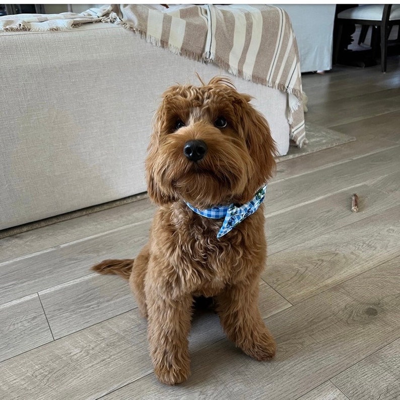 Op de afbeelding: Een bruine en witte hond met een blauwe en witte geruite strik. De hond zit op een houten vloer.