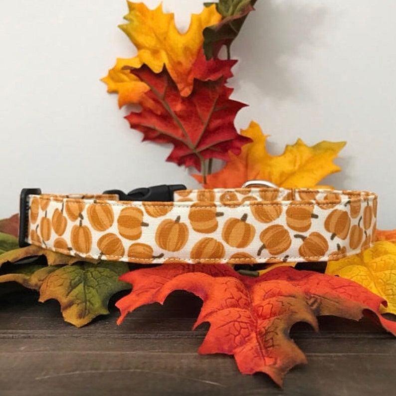 dog collar, thanksgiving dog collar, autumn dog collar, pumpkin, pumpkin dog collar, halloween dog collar, halloween , pumpkins, pet collar image 1