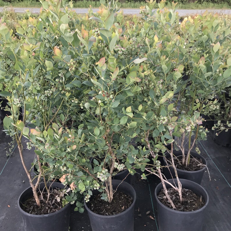 Sweetheart Blueberry - Live Plants - Vaccinium corymbosum 'Sweetheart'