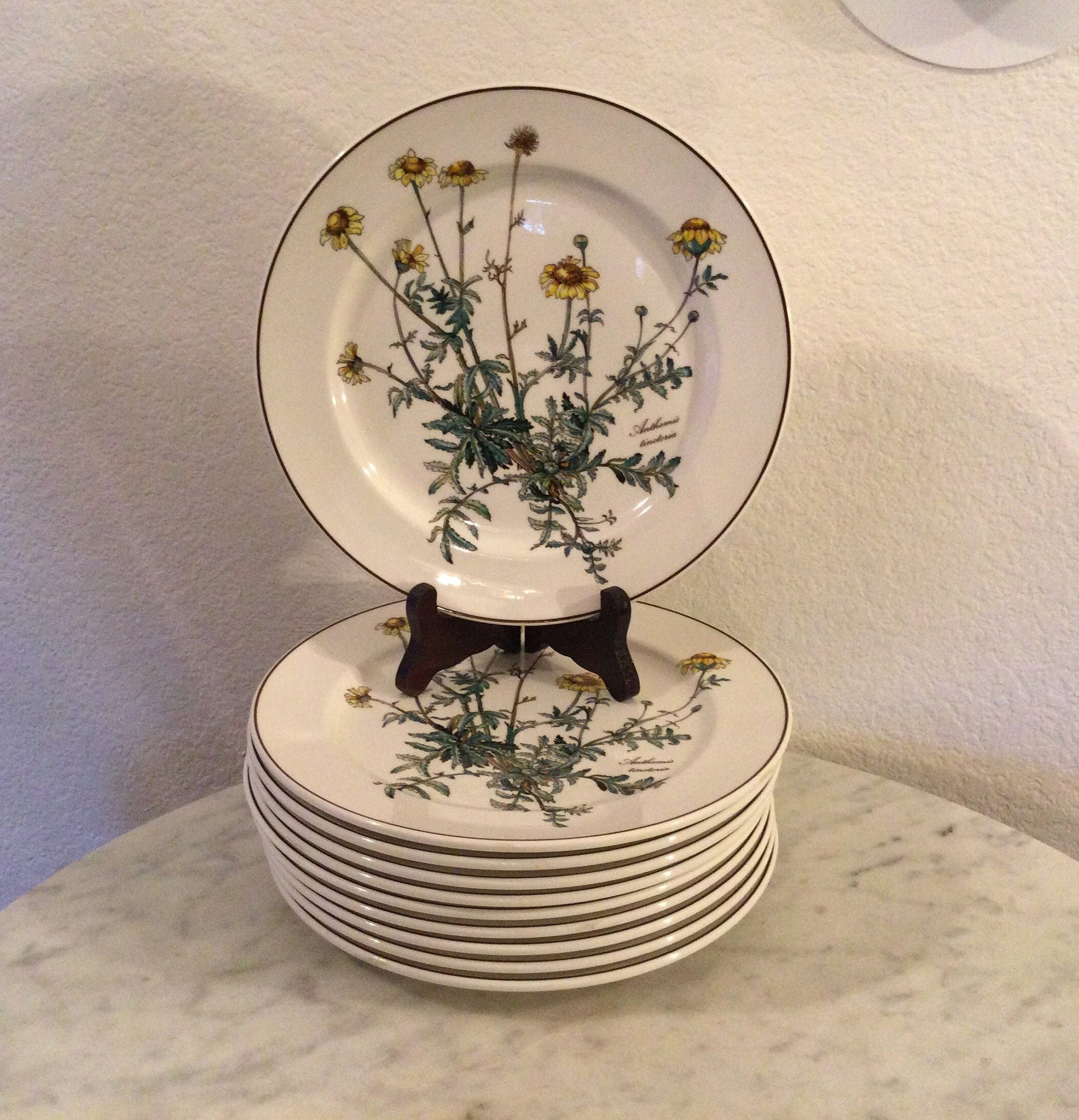 VILLEROY & BOCH BOTANICA Set of Ten 10 Luncheon Plates anthemis Lindoria.  Flowers, Leaves, Brown Trim. Germany. Discontinued. 