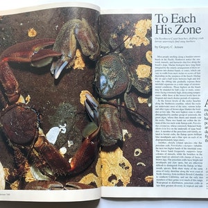 May include: A close-up photograph of several porcelain crabs in their natural habitat. The crabs are brown, blue, and white with spiky legs and are clinging to a rocky surface. The text "To Each His Zone" is visible in the upper right corner of the image.