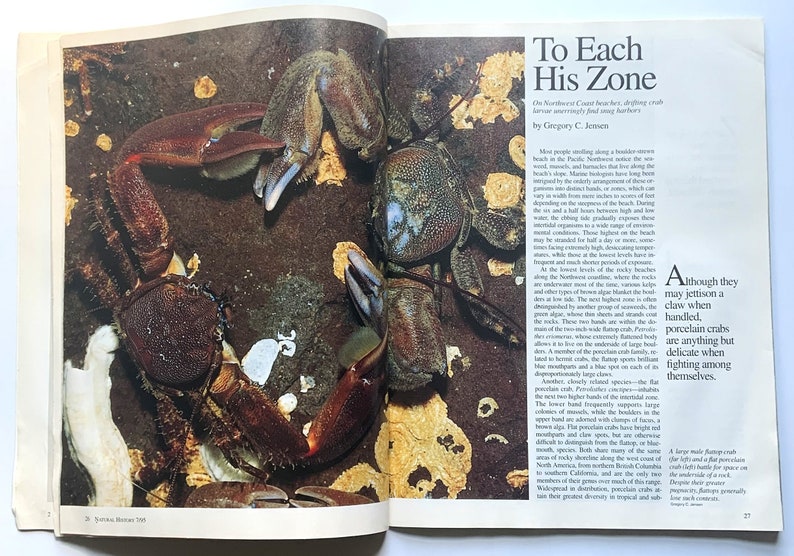 May include: A close-up photograph of several porcelain crabs in their natural habitat. The crabs are brown, blue, and white with spiky legs and are clinging to a rocky surface. The text "To Each His Zone" is visible in the upper right corner of the image.