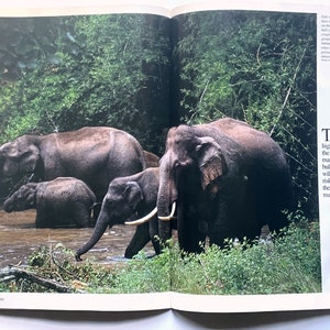 May include: A group of four elephants, including a mother and her calf, stand in a shallow river. The elephants are surrounded by lush green foliage.
