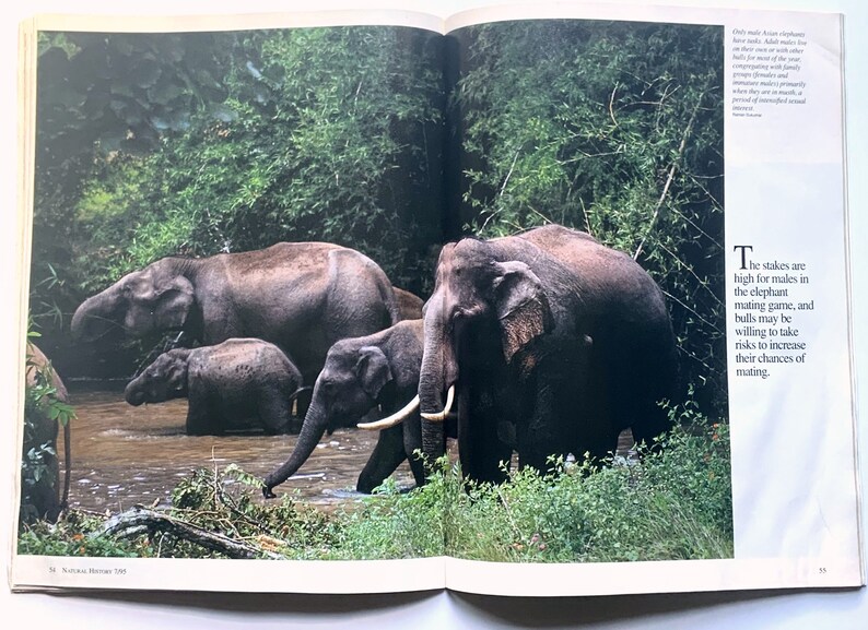 May include: A group of four elephants, including a mother and her calf, stand in a shallow river. The elephants are surrounded by lush green foliage.