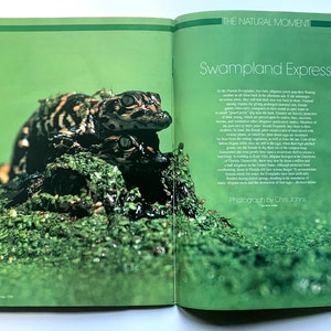 May include: A close-up of a group of small alligators in a swampy, green environment. The alligators are piled on top of each other, with their eyes open and their mouths closed. The text "Swampland Express" is visible in the background.