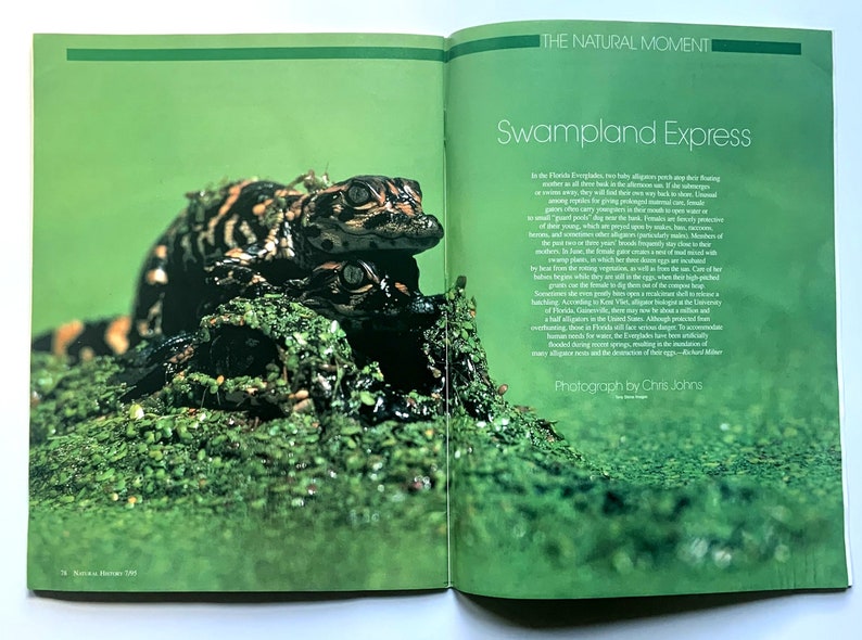May include: A close-up of a group of small alligators in a swampy, green environment. The alligators are piled on top of each other, with their eyes open and their mouths closed. The text "Swampland Express" is visible in the background.