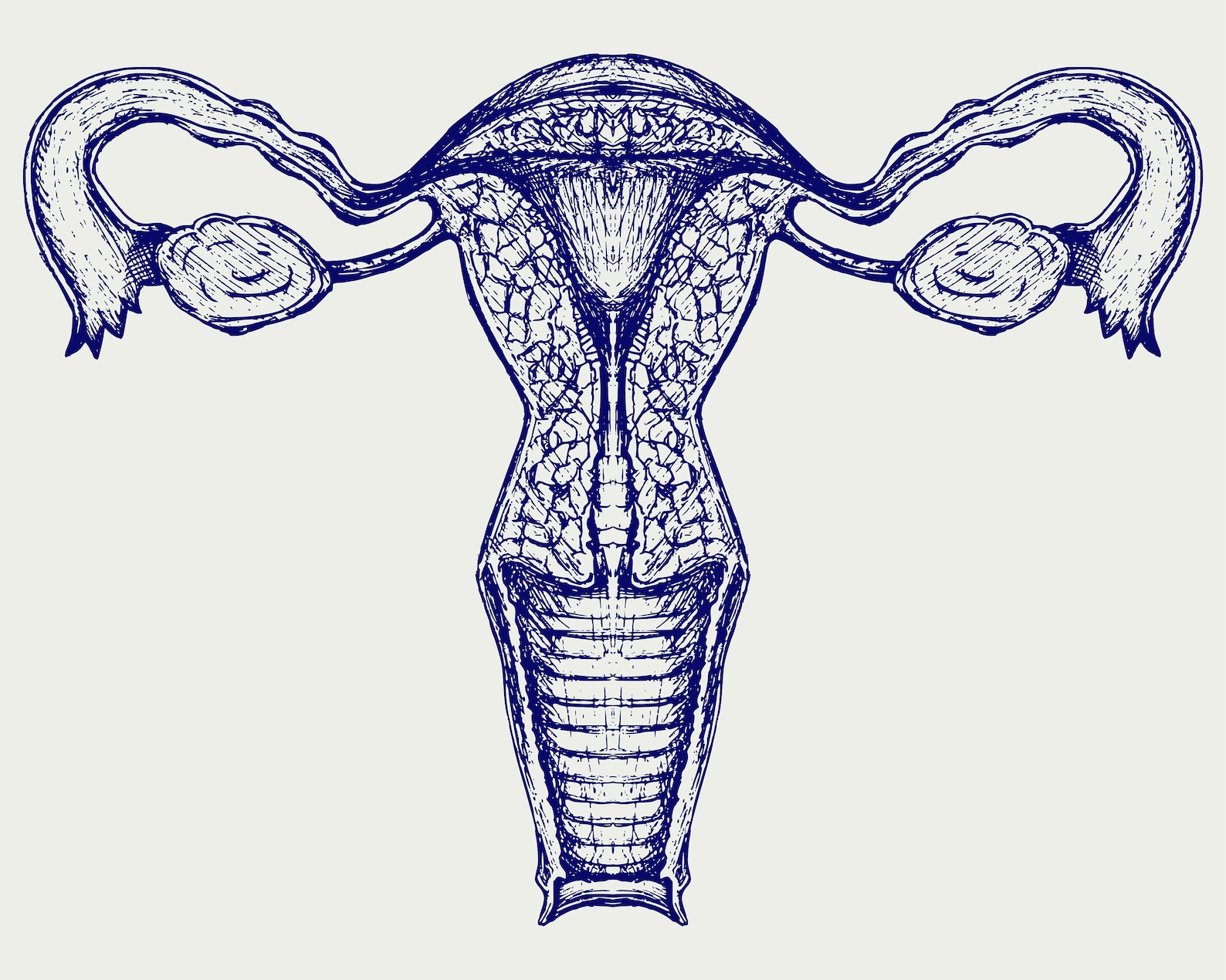 Internal and External Uterus Clipart Silhouette Clip Art Etsy