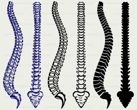 Anatomie Wirbelsaule Svg Wirbelsaule Clipart Wirbelsaule Etsy