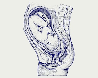 Fetus in womb diagram svg, clipart, silhouette, cricut, cut files, clip art, digital download, designs, svg