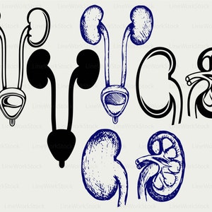 Kidney svg/urinary bladder clipart/kidney svg/urinary silhouette/bladder cricut/kidney cut files/clip art/digital download designs/svg