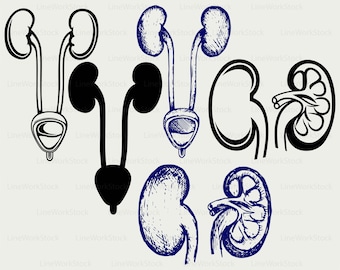 Kidney svg/urinary bladder clipart/kidney svg/urinary silhouette/bladder cricut/kidney cut files/clip art/digital download designs/svg
