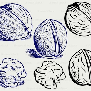 Peut inclure: Ensemble de six illustrations de noix en différents styles. Les images comprennent des dessins détaillés à la plume et à l'encre et des contours noirs et blancs audacieux. Les noix sont entières et décortiquées, montrant la texture et la forme.