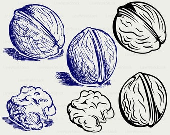 Orzech orzechowy SVG/Food clipart/orzech SVG/nakrętka sylwetka/orzech Cricut Cut pliki/clipart/orzech cyfrowy Download SVG/EPS, PNG/jpg