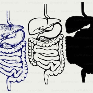 Digestive system svg/digestive system clipart/digestive svg/digestive silhouette/cricut/cut files/clip art/digital download designs/svg