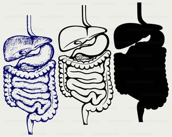Digestive system svg/digestive system clipart/digestive svg/digestive silhouette/cricut/cut files/clip art/digital download designs/svg