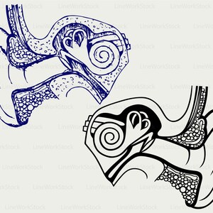 May include: Two detailed illustrations of the human ear's inner workings. One is in dark blue, the other in black, both against a light background. The drawings show the cochlea, auditory nerve, and other components.