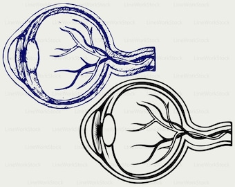 Eye anatomy svg/eye anatomy clipart/eye anatomy svg/eye anatomy silhouette/cricut/cut files/clip art/digital download designs/svg