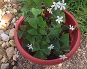 Lucky Shamrock Wood Sorrel Oxalis Bulbs. Free Shipping
