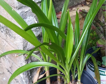 True holy giant crinum asiaticum lily shoots, 3 plants. Spider lily, Lycorius, radiante lily seed bulb