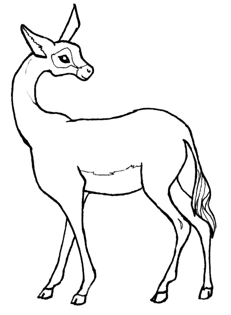 Download DIGITAL DOWNLOAD Zoo Animal Adult Coloring Book Pages Wild ...