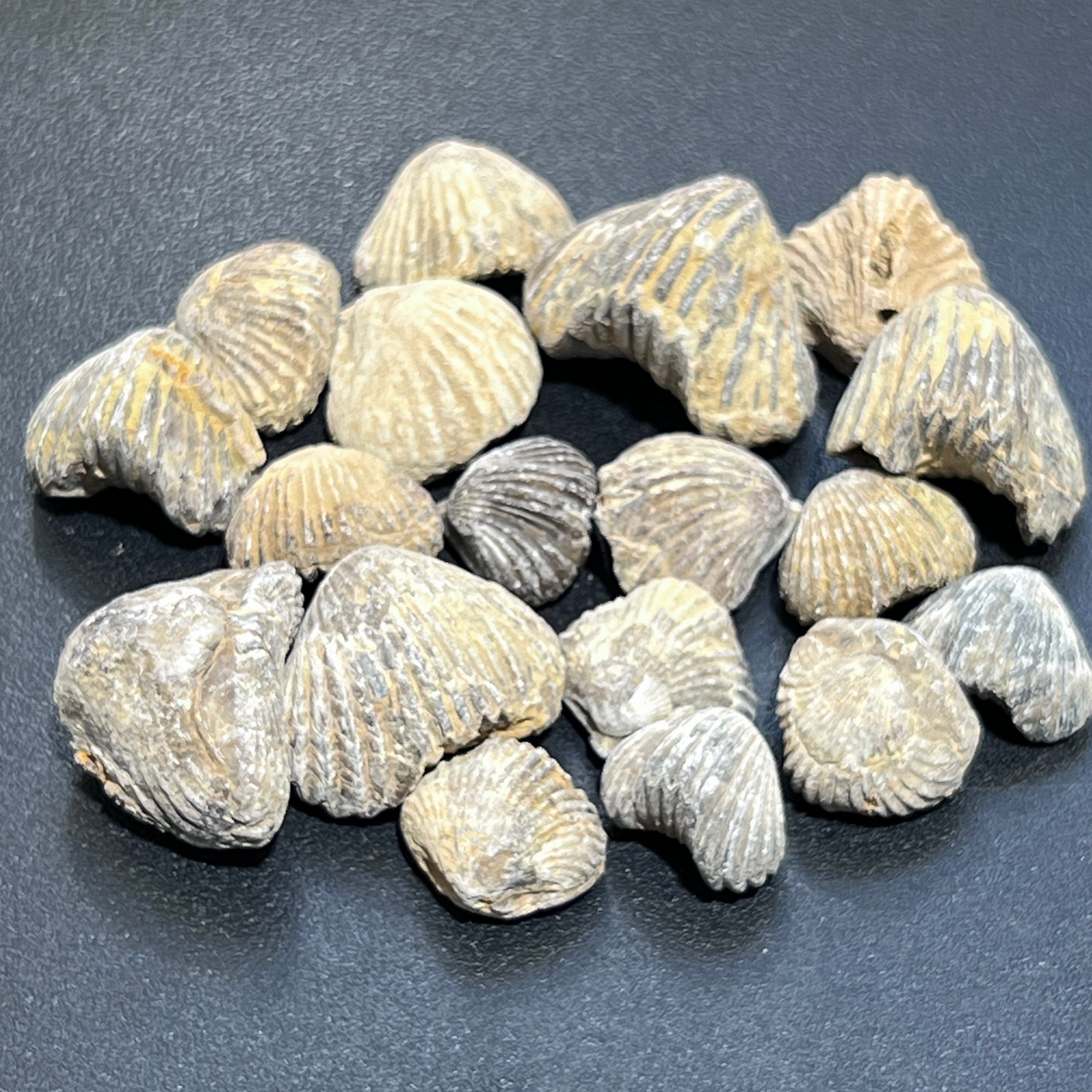 腕足動物の貝化石コレクション 大量卸売り 化石 モロッコ産 宝石装飾品