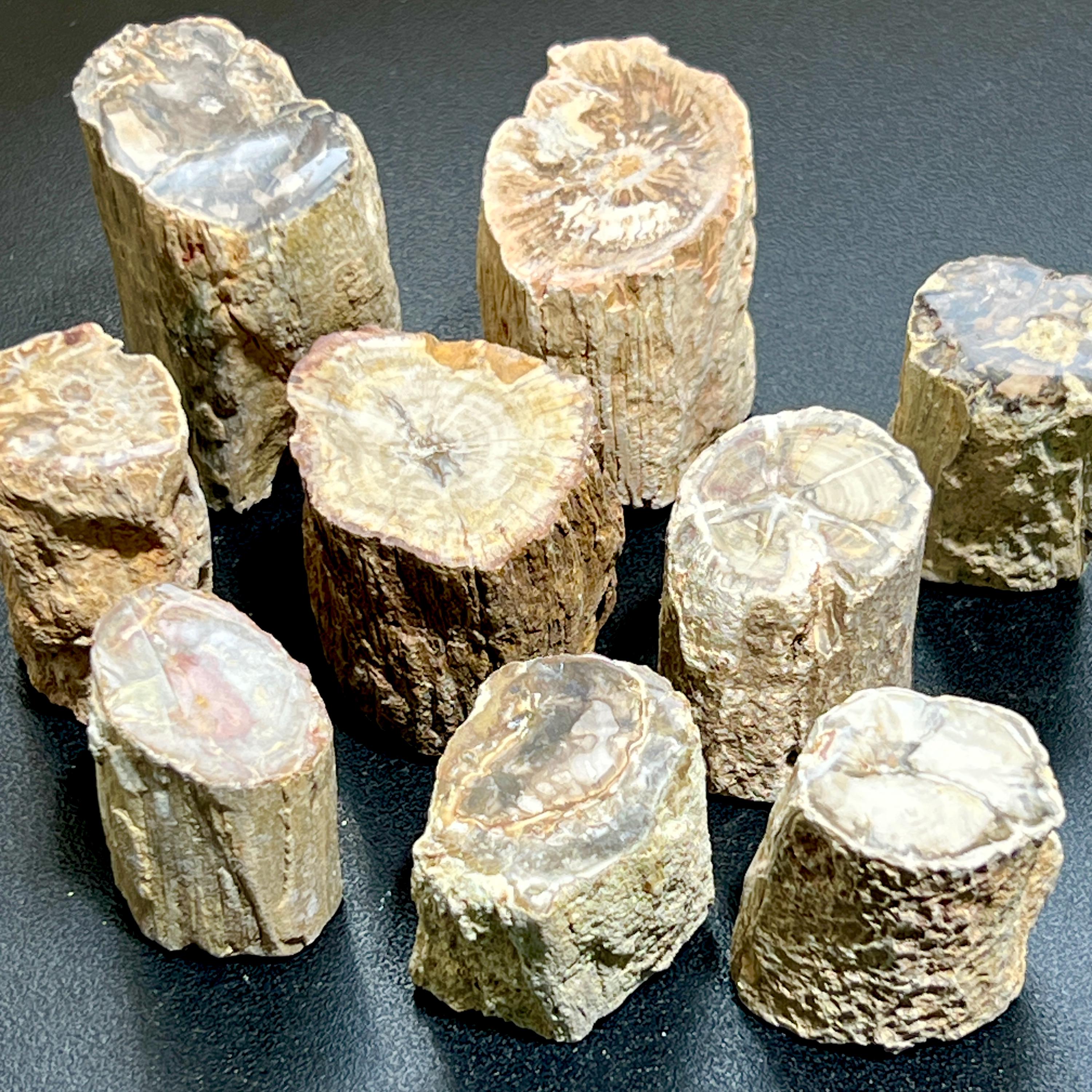 Petrified Wood Slices (By The Piece or Pound) Rough Carving Wholesale Gemstone Decor Supply Healing Crystals And Stones